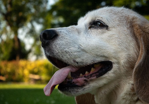 Eddie side profile