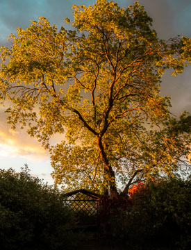 Golden-leafed tree