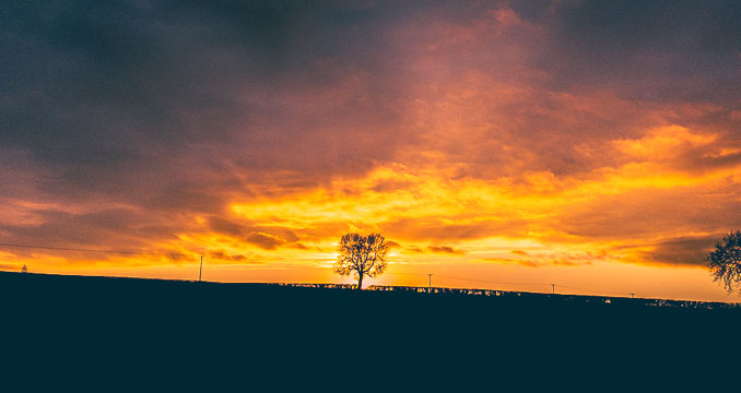 Sunset behind silhouetted tree